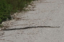 snake