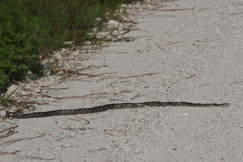 snake