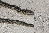 head-and-body