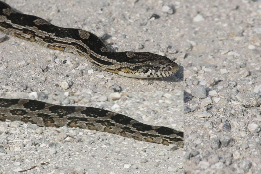 head-and-body