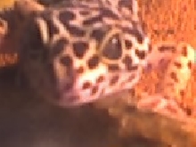 Ortiz
