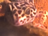 Ortiz