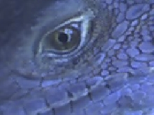 Sprocket