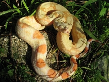 Albino05FSM1