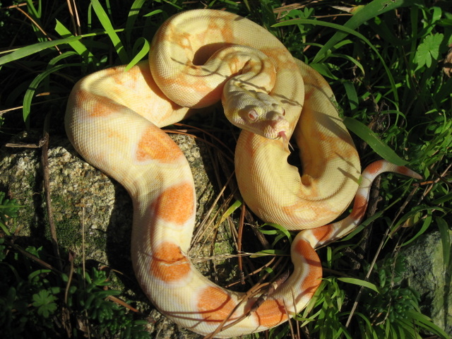 Albino05FSM1