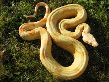 Albino05FSM2