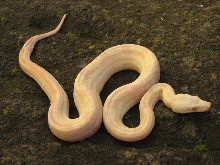 Albino Motley