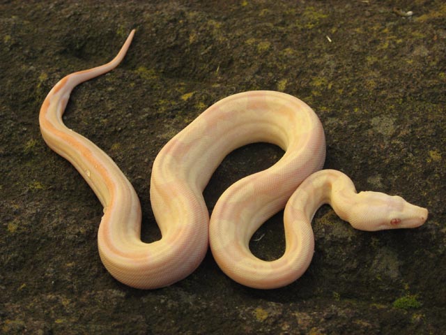 Albino Motley