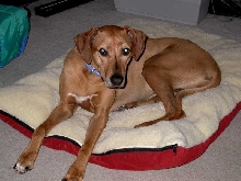 Maya the Wonder Dog