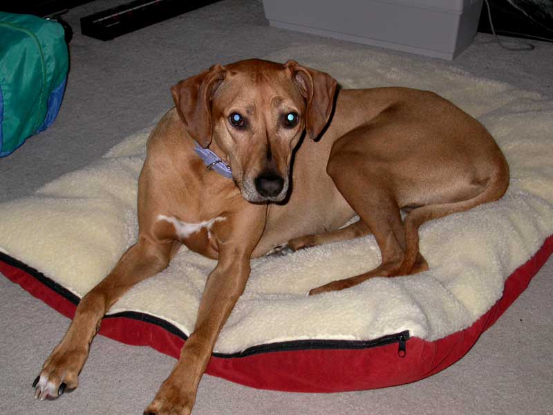 Maya the Wonder Dog
