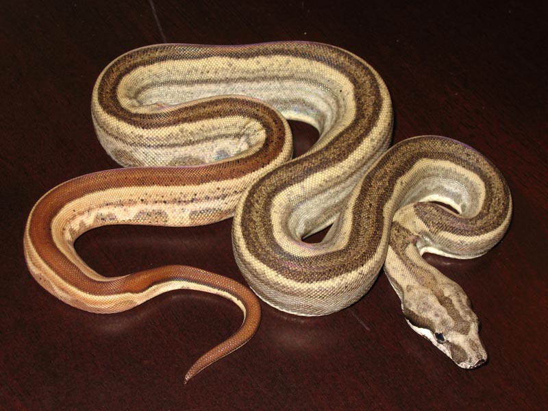 Hypo Motley 2007