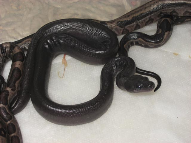 CA SUPER MOTLEY