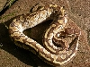 Lesser Platinum - Female