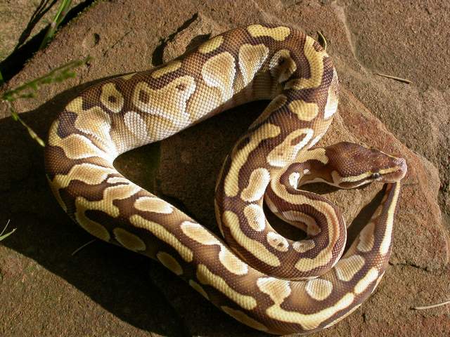 Lesser Platinum - Female