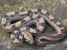 Female Motley 66% Het Albino
