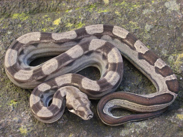 Female Motley 66% Het Albino