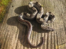 Male Motley 66% Het Albino