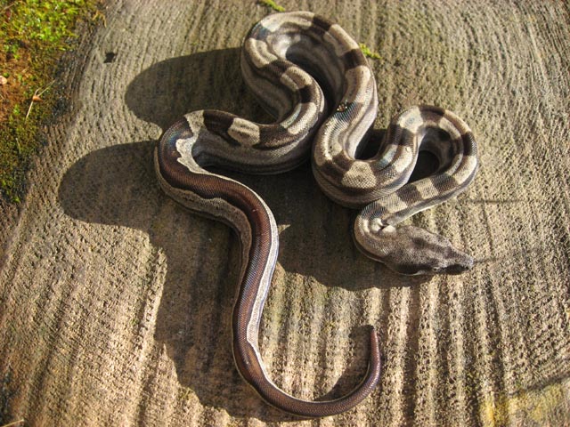 Male Motley 66% Het Albino