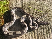 Motley Boa