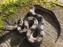 Motley Boa (Pic2)