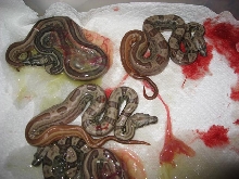Hypo Motleys