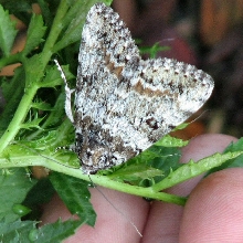 2nd. Unknown Moth