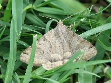 Unknown Moth