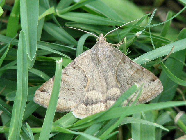 Unknown Moth