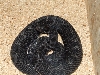 black eastern massasauga