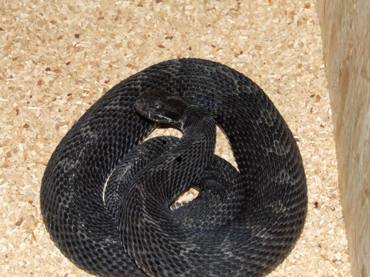black eastern massasauga