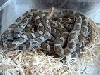silver black rat snake