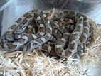 silver black rat snake