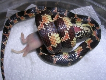 sgahethypo