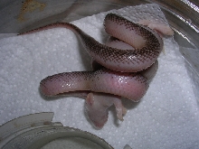 axanWS
