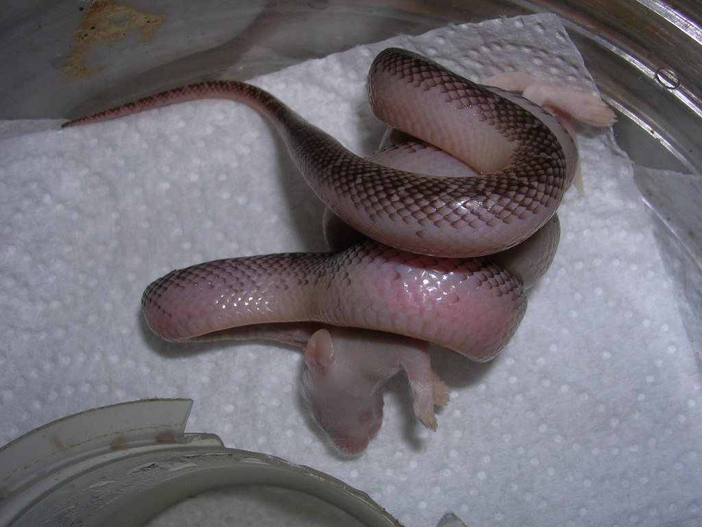 axanWS