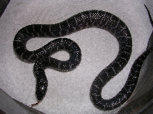 axanhet