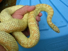yellow hypo