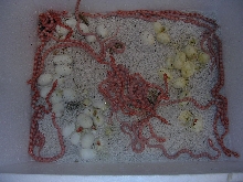 box o snakes