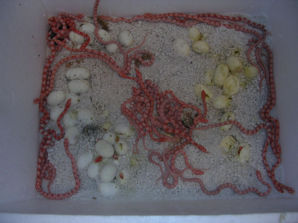 box o snakes