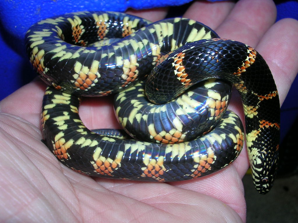 red fla belly 12 24 05