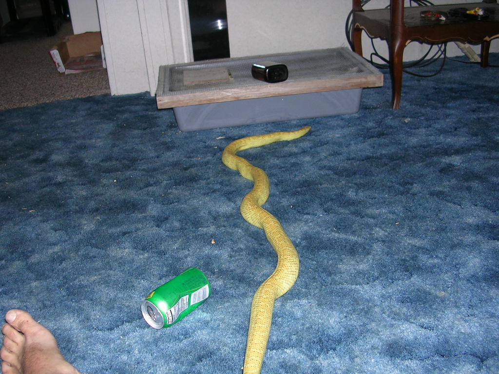 ol' Yeller on carpet