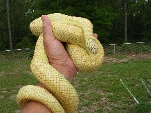 ol'Yeller outside