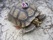 tortoise