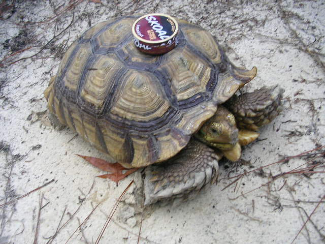 tortoise