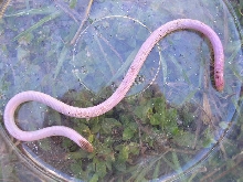 worm1
