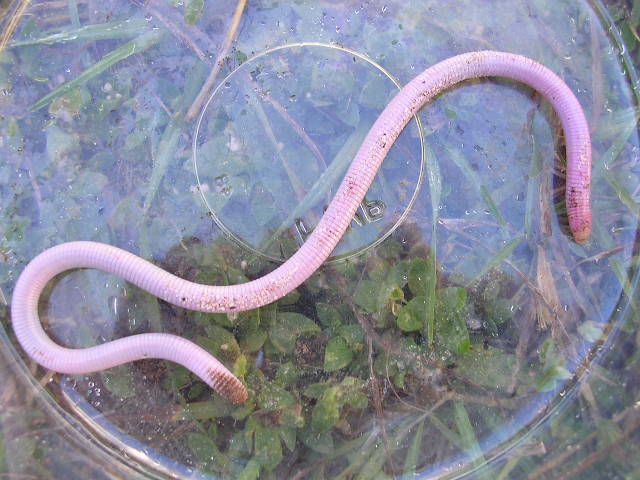 worm1