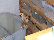 dam chickens