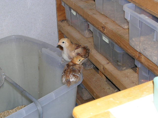 dam chickens