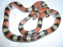 scarletsnake