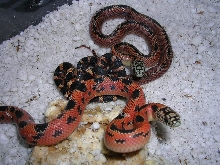 hypo goini